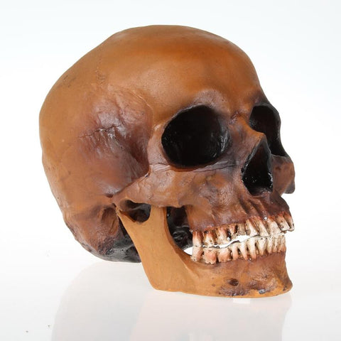 Life-Size Human Skull Brown Simulation 1: 1 Model of Medicine Skeleton Gothic Decoration Halloween Party Scene Layout Present