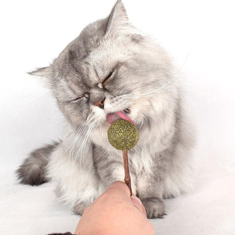 Wooden Medicinal Herbs Funny Kitten Stick Catnip Grass Ball Variety Molar Cat Toy Various shapes Pet Training Supplies