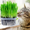 300 Grains of Hairy Ball Cat Grass Kitchen Vegetable Potted Plant Medicinal Use Graines Legumes Potager Cat Grass Seed Khaki