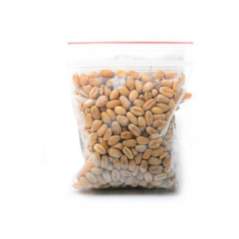 300 Grains of Hairy Ball Cat Grass Kitchen Vegetable Potted Plant Medicinal Use Graines Legumes Potager Cat Grass Seed Khaki
