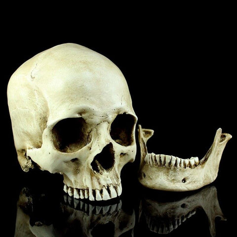 Horror Life-Size Simulation 1: 1 Model of Medicine Skeleton Gothic Decoration Halloween Party Scene Layout Present