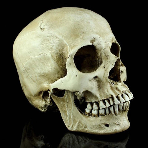 Horror Life-Size Human Skull Simulation 1: 1 Model of Medicine Skeleton Gothic Decoration Halloween Party Scene Layout Present