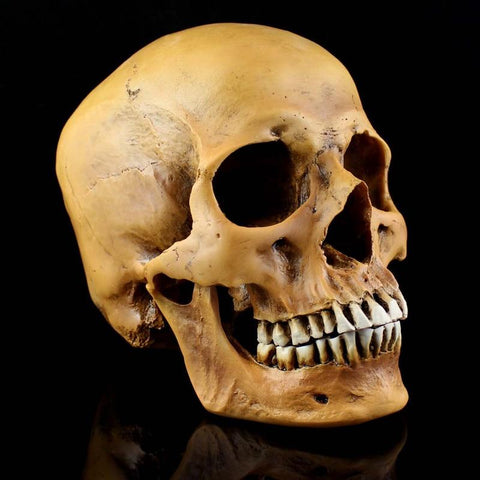 Life-Size Human Skull Orange Simulation 1: 1 Model of Medicine Skeleton Gothic Decoration Halloween Party Scene Layout Present